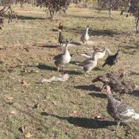 قو غاز محلی|حیوانات مزرعه|میاندوآب, |دیوار