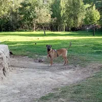 توله سگ سرابی 5ماه قیمت 15000000