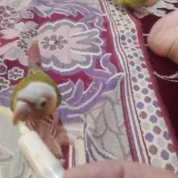 پرنده گرنچیک