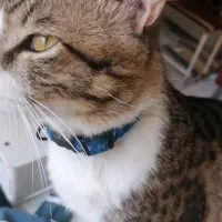 گمشده|حیوانات|گرگان, |دیوار