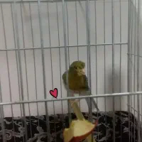 پرنده قناری کلاهی|پرنده|کرمان, |دیوار