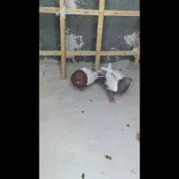 کبوتر در پرنده