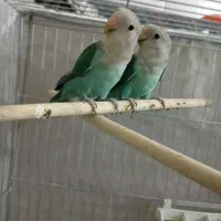 کوتوله|پرنده|بیرجند, |دیوار