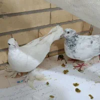 کبوتر لوتی جوان