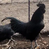 جوجه آیام سمانی ازمولدین وارداتی