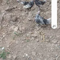 جوجه سبرایت سیلور