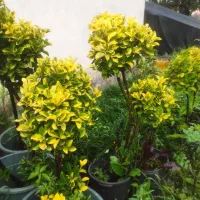 شمشاد پیوندی شمشاد کرتی یال اسبی (چمن)