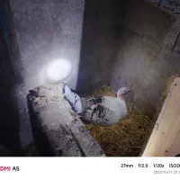 بوقلمون|حیوانات مزرعه|لنگرود, |دیوار