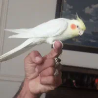 عروس هلندی سخنگو|پرنده|حمیدیا, |دیوار