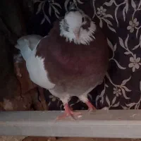 جفت طوق هفت رنگ|پرنده|آیسک, |دیوار