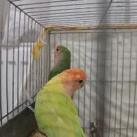 کوتوله جفت کارداده|پرنده|نیشابور, شهرک بسیج|دیوار