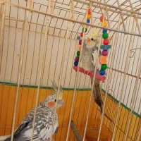 عروس هلندی نر و ماده سخنگو معاوضه با انگشتر|پرنده|بروجرد, |دیوار