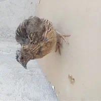بلدرچین نر بالغ با ماده معاوضه می کنم