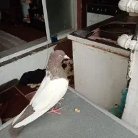 ماده سینه قهوه ای|پرنده|شیراز, دباغ خانه|دیوار