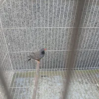 فنچ نر