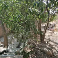 باغچه مفروز شش دانگ در محمودیه چمران|فروش زمین و ملک کلنگی|شیراز, محمودیه|دیوار