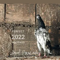 کبوتر پاکستانی|پرنده|اصفهان, شیخ اشراق|دیوار