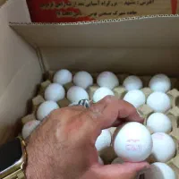 کارگر حرفه ای مرغ تخم گذار