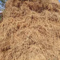 علف یونجه