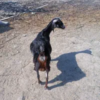 فروش بزسلاله|حیوانات مزرعه|چابهار, |دیوار