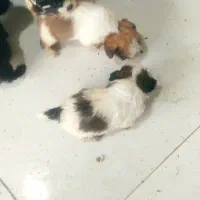 پاکوتاه|سگ|قائم‌شهر, |دیوار