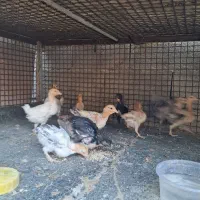 جوجه محلی|حیوانات مزرعه|دهدشت, |دیوار