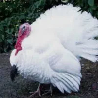 بوقلمون زنده ارگانیک
