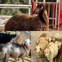 از 30 کیلو تا 100 گوسفند زنده