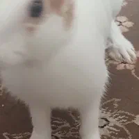 خرگوش