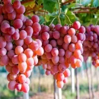 دوقطعه-باغ-انگور-3-ساله-و-بار-ده