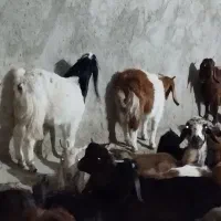 بی نژدی دونه 5|حیوانات مزرعه|دورود, |دیوار