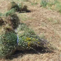 یونجه