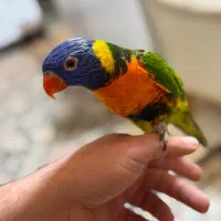 طوطی لوری رنگین کمان سخنگو ‌کینگ‌