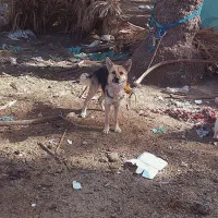 سگ ژرمن|سگ|جیرفت, |دیوار