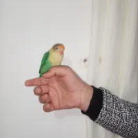 یک عدد کوتوله|پرنده|اشکذر, |دیوار