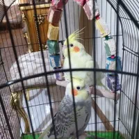 یک جفت عروس هلندی 7 ماه