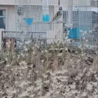سیره
