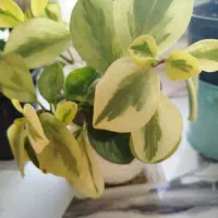 گل قاشقی|گل و گیاه طبیعی|لنگرود, |دیوار