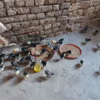 جوجه گلین 10روز