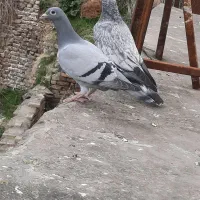 کفتر جفتگا و هوایی