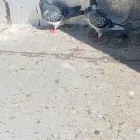 نروماده عتیقه|پرنده|تربت جام, کشتارگاه|دیوار