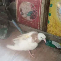 جوجه طوقی زردوسرخ|پرنده|قم, تولید دارو و یخچال|دیوار