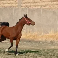 کره مادیان درشوری چاپاری