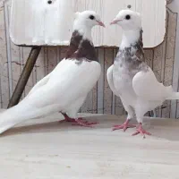 کبوتر رنگه طوقی هفترنگ پلاکی سینه الماسی|پرنده|قوچان, |دیوار