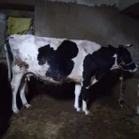 سه گاو با گوساله سبک قیمت