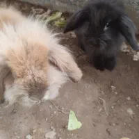 خرگوش لپ|موش و خرگوش|بیرجند, |دیوار