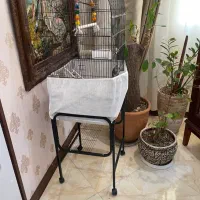 عروس هلندی بدون قفس