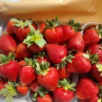 سر سبز و با ریشه وبا اصالت|خدمات باغبانی و درختکاری|قائم‌شهر, |دیوار