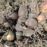 کدوحلوایی شیرین|خوردنی و آشامیدنی|بهار, |دیوار