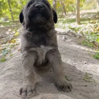 توله**سگ اصیل *سرابی